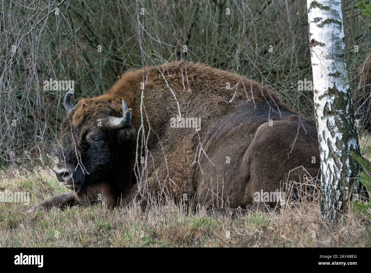 European Bison (Bison-Bonasus). Bialowieza, Polen Stockfoto