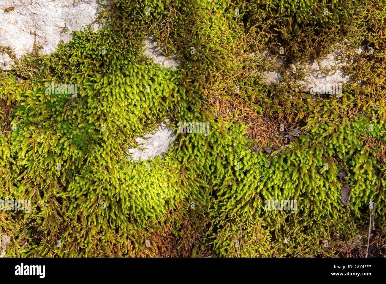 Grüne Moos-Textur, die eine Steinwand für Hintergrund oder Hintergrundbild bedeckt Stockfoto