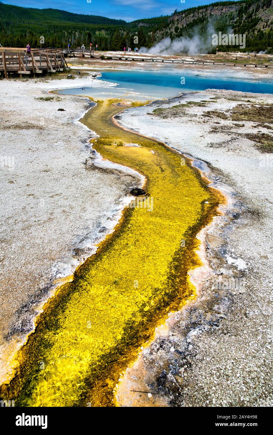 Creek und Pool in Biscuit Basin, Yellowstone National Park, Wyoming. Stockfoto