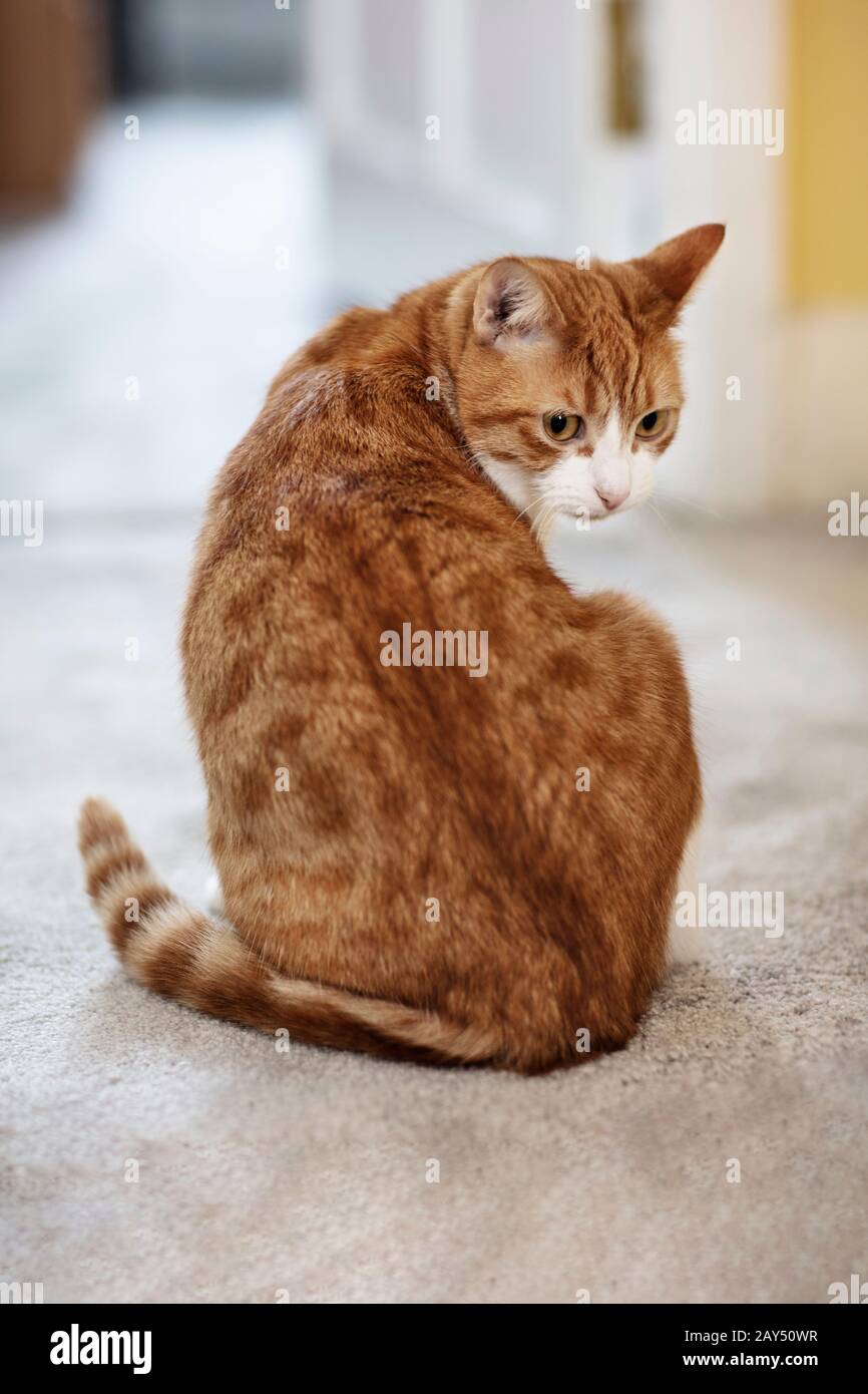 Ingwerkatze blickt zurück, während sie über einen grauen Teppich sitzt Stockfoto