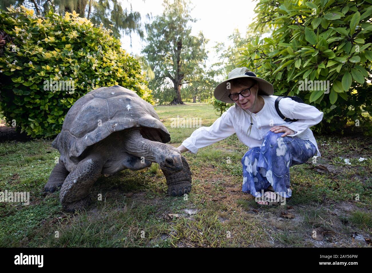 Riesenschildkröte; Aldabrachelys gigantea; Seychellen Stockfoto