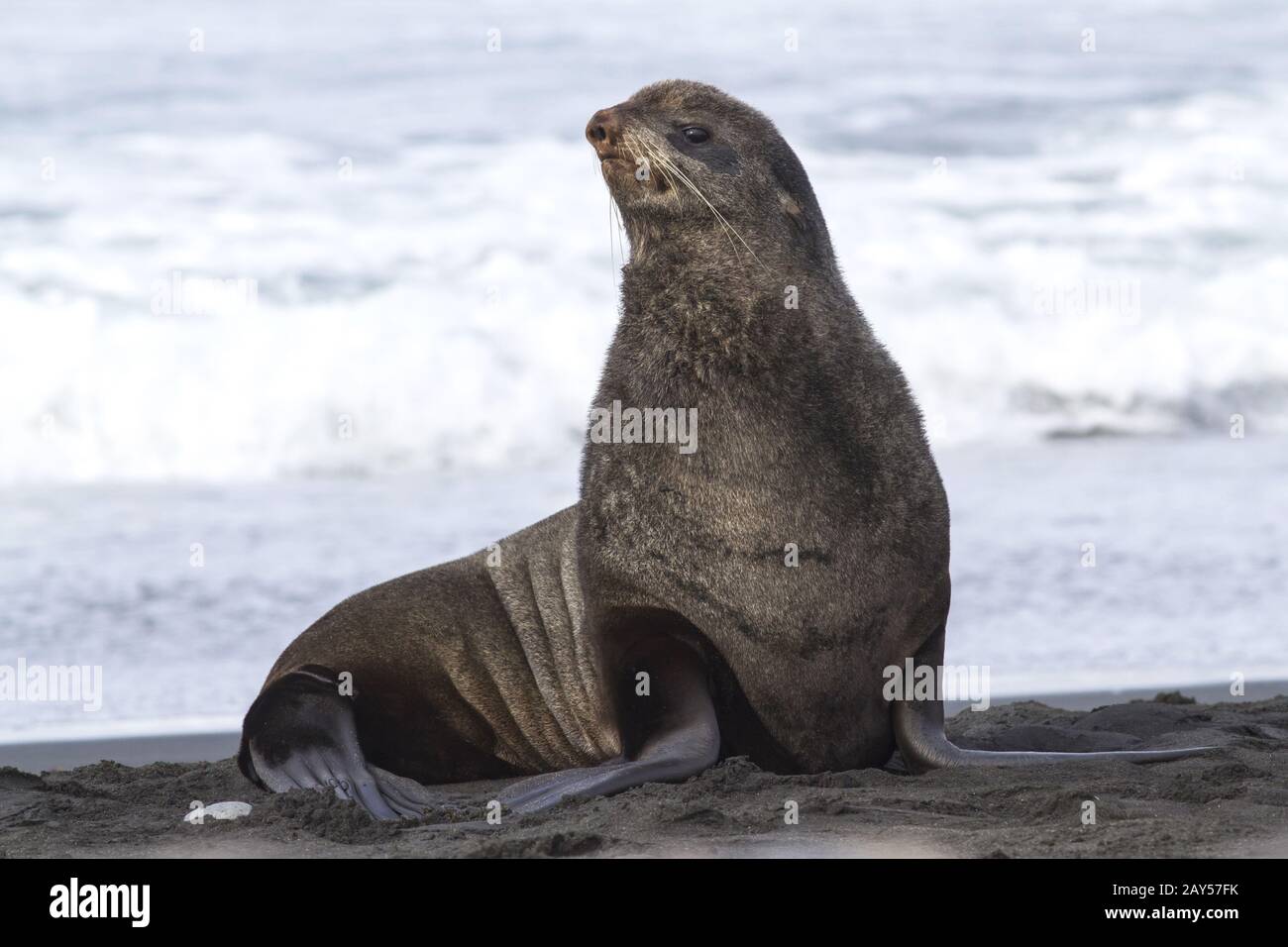 junge männliche nördliche Seebär, die sitzt am Strand am Pazifischen Ozean Stockfoto