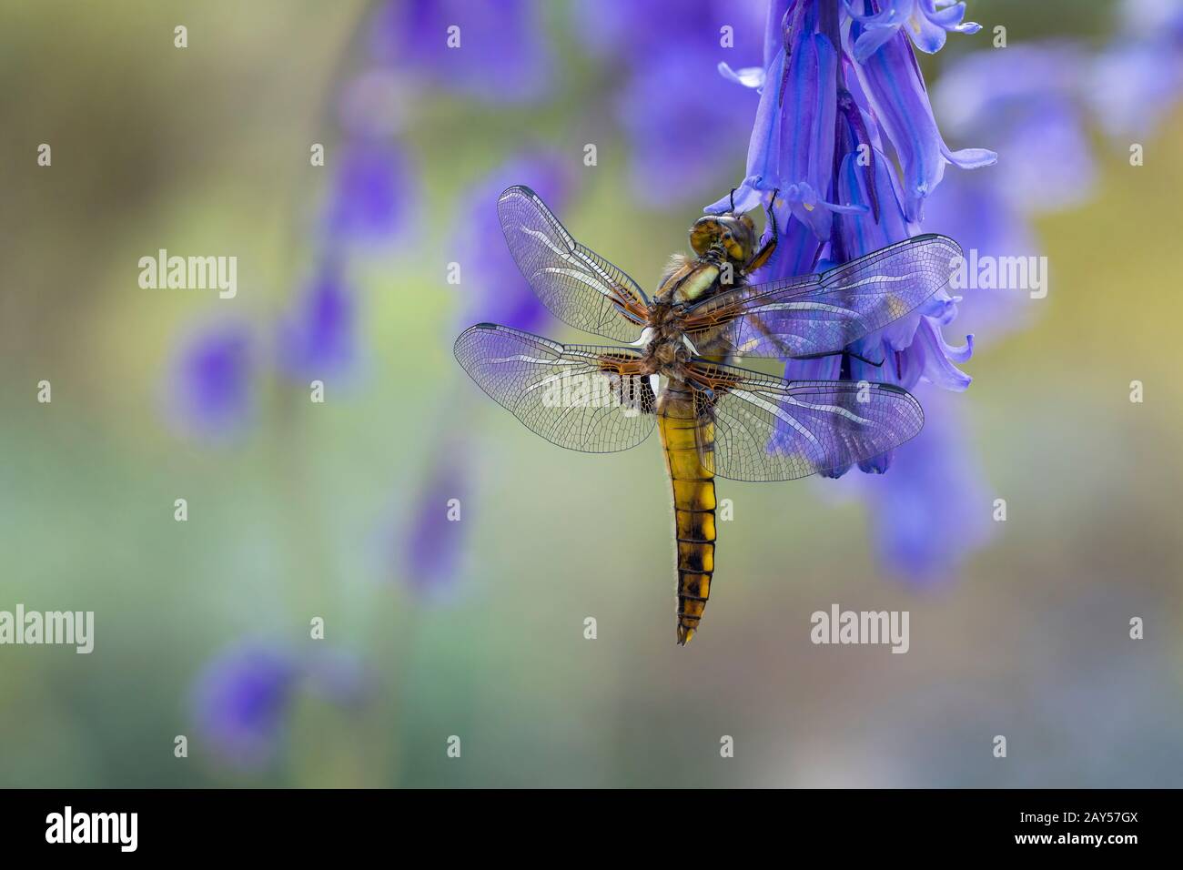 Broad Bodied Chaser Dragonfly; Libellula depressa; Unreife Männlich; Bluebell; Großbritannien Stockfoto