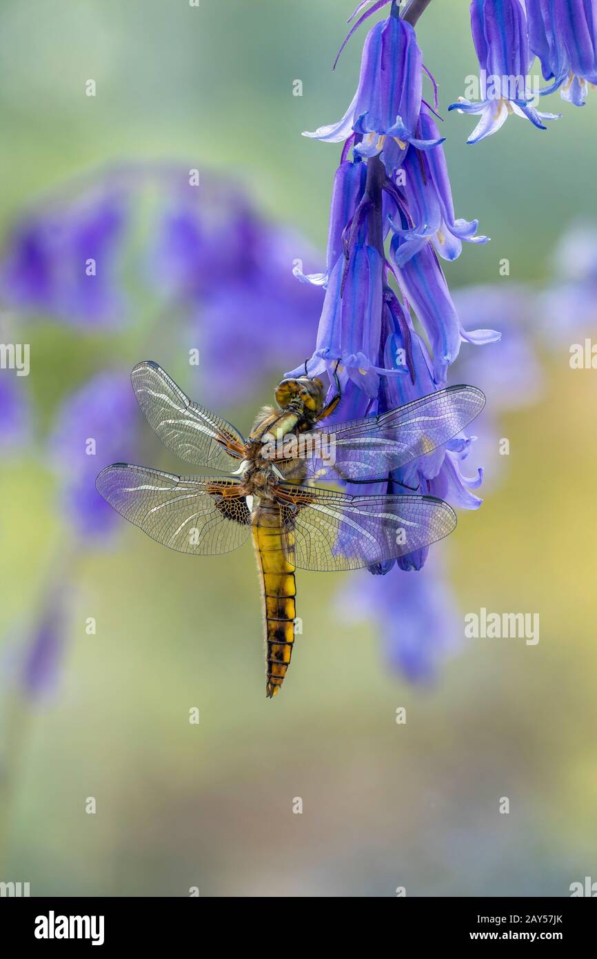 Broad Bodied Chaser Dragonfly; Libellula depressa; Unreife Männlich; Bluebell; Großbritannien Stockfoto