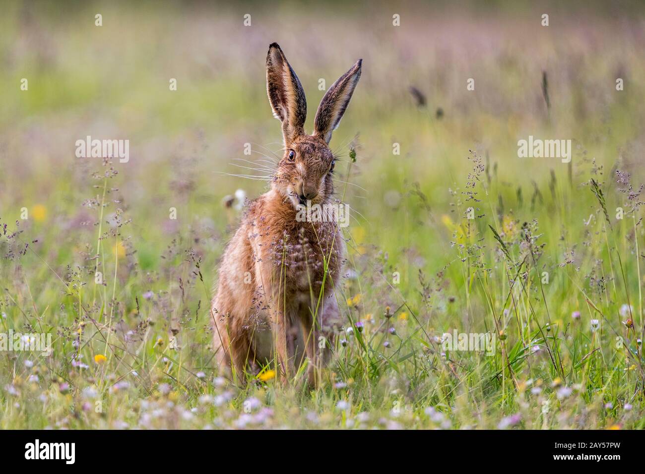 Brauner Hase; Lepus europaeus; Gras Essen; Großbritannien Stockfoto