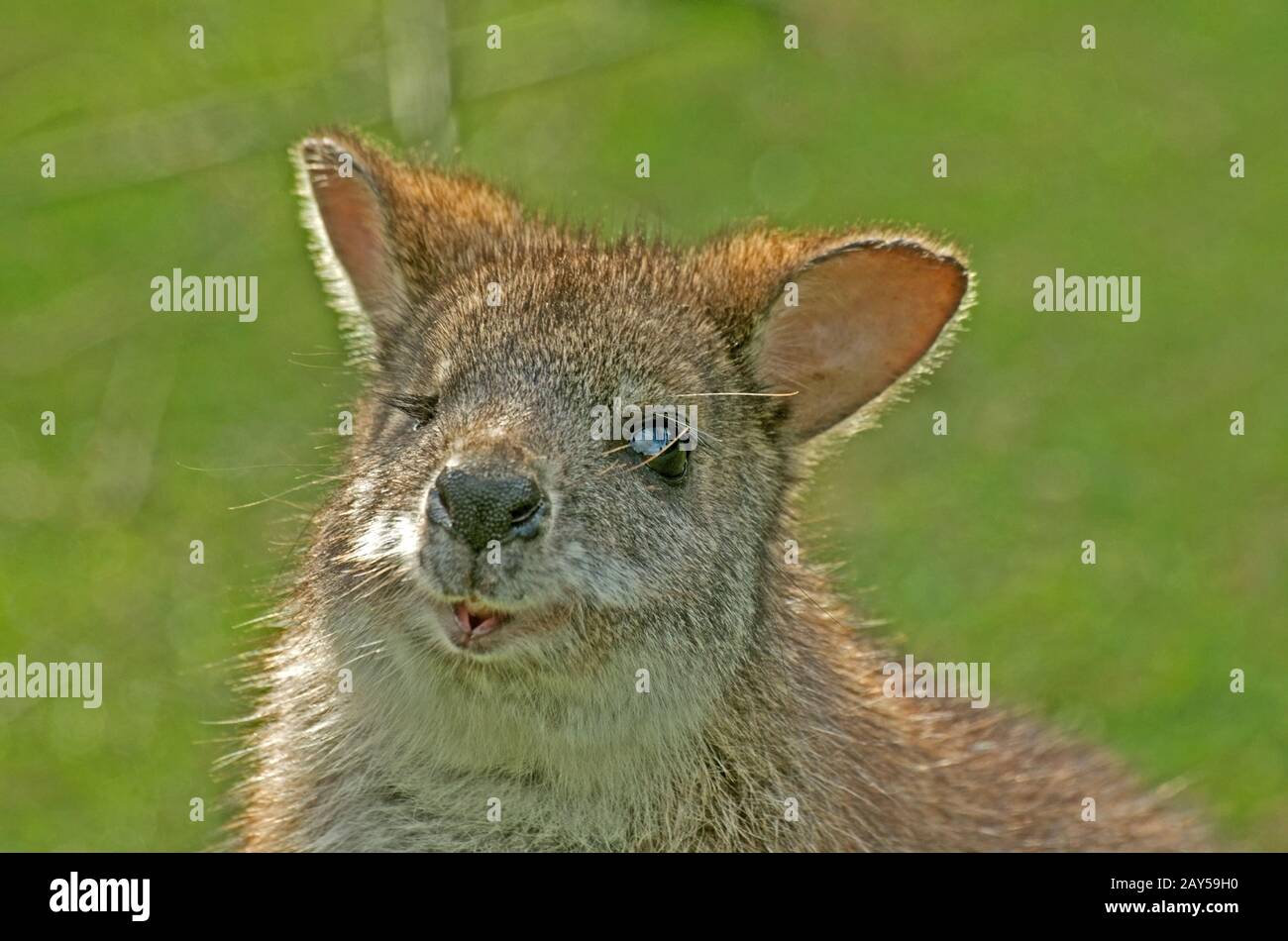 Parma WALLABY Macropus Parma Stockfoto