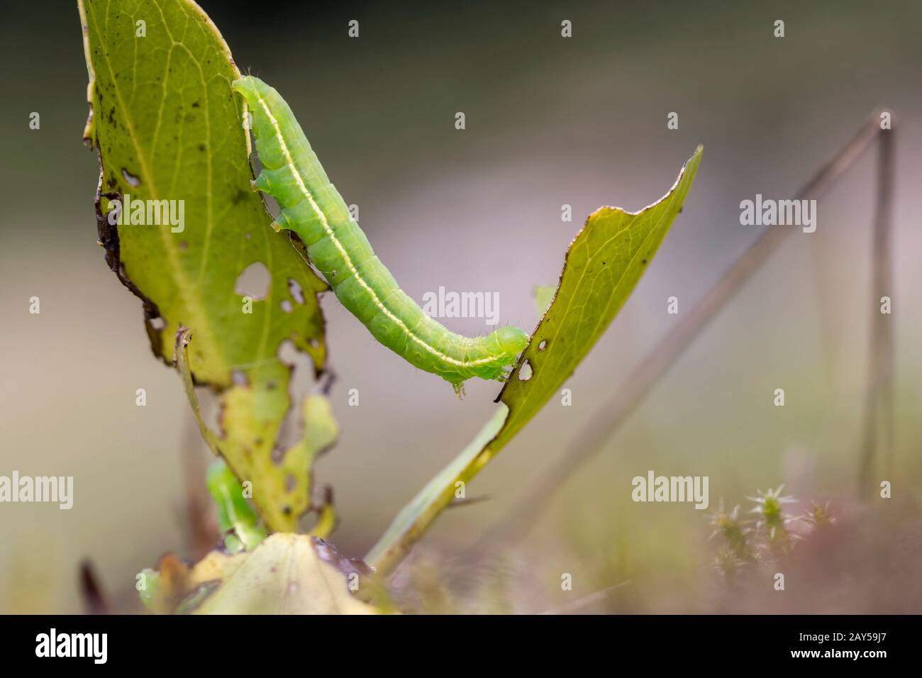 Goldfleck Moth; Plusia festucae; Larva on Bogbean; Großbritannien Stockfoto