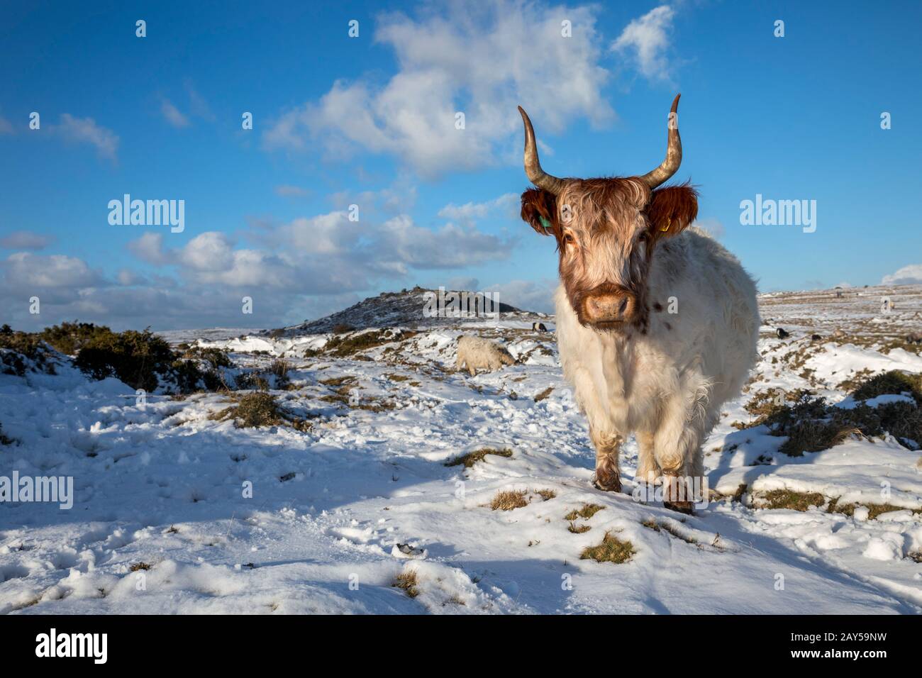 Kuh Weidet in Snow; Bodmin Moor; Cornwall; Großbritannien Stockfoto