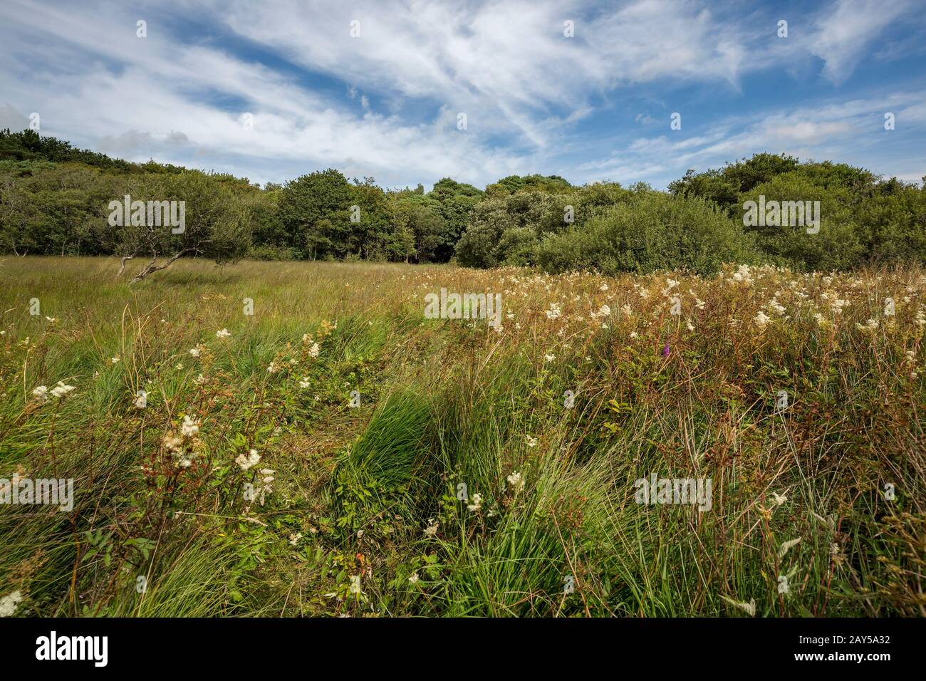 Greena Moor; Meadowsweet; Naturreservat; Cornwall; Großbritannien Stockfoto