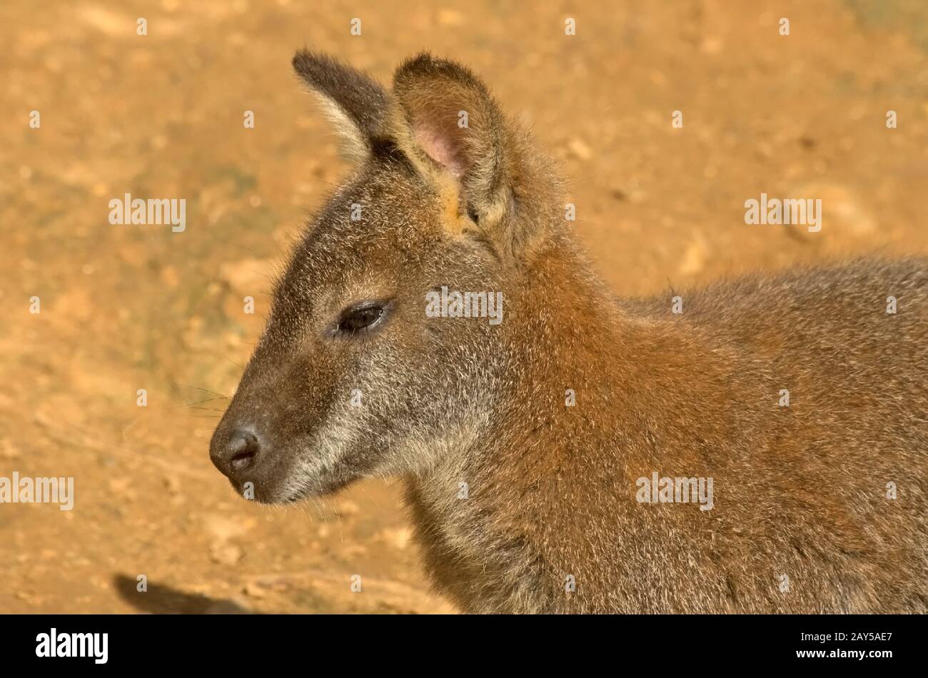 Wallaby Australien Stockfoto