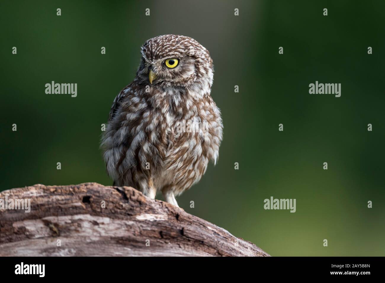 Kleine Eule; Athene Noctua; UK Stockfoto