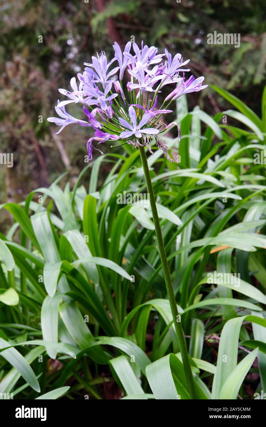 Afrikanische Lilie Agapanthus Stockfotos und bilder Kaufen Alamy