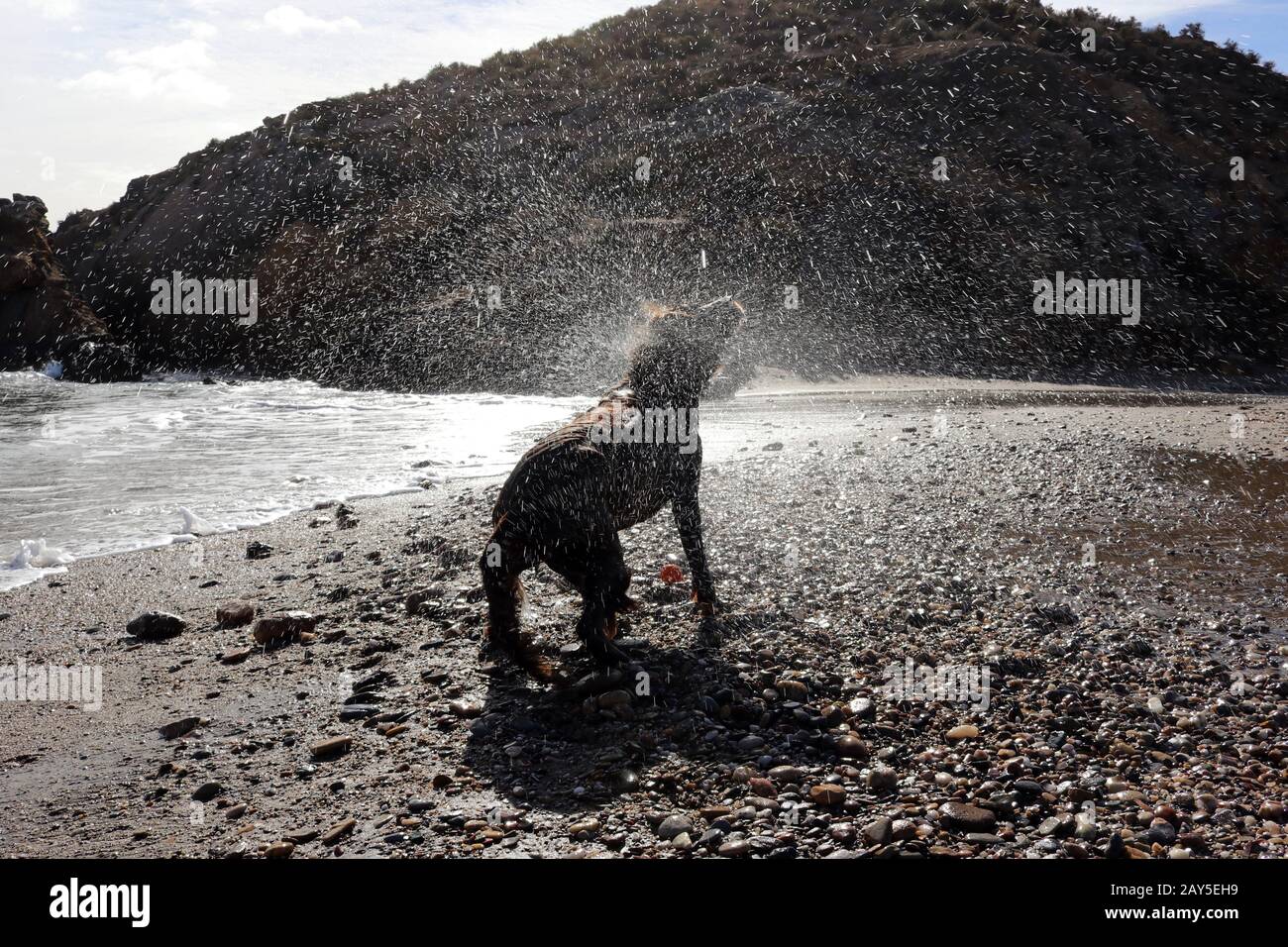 Schüttelhund am Strand reflektieren die Wassertropfen im Sonnenlicht Stockfoto