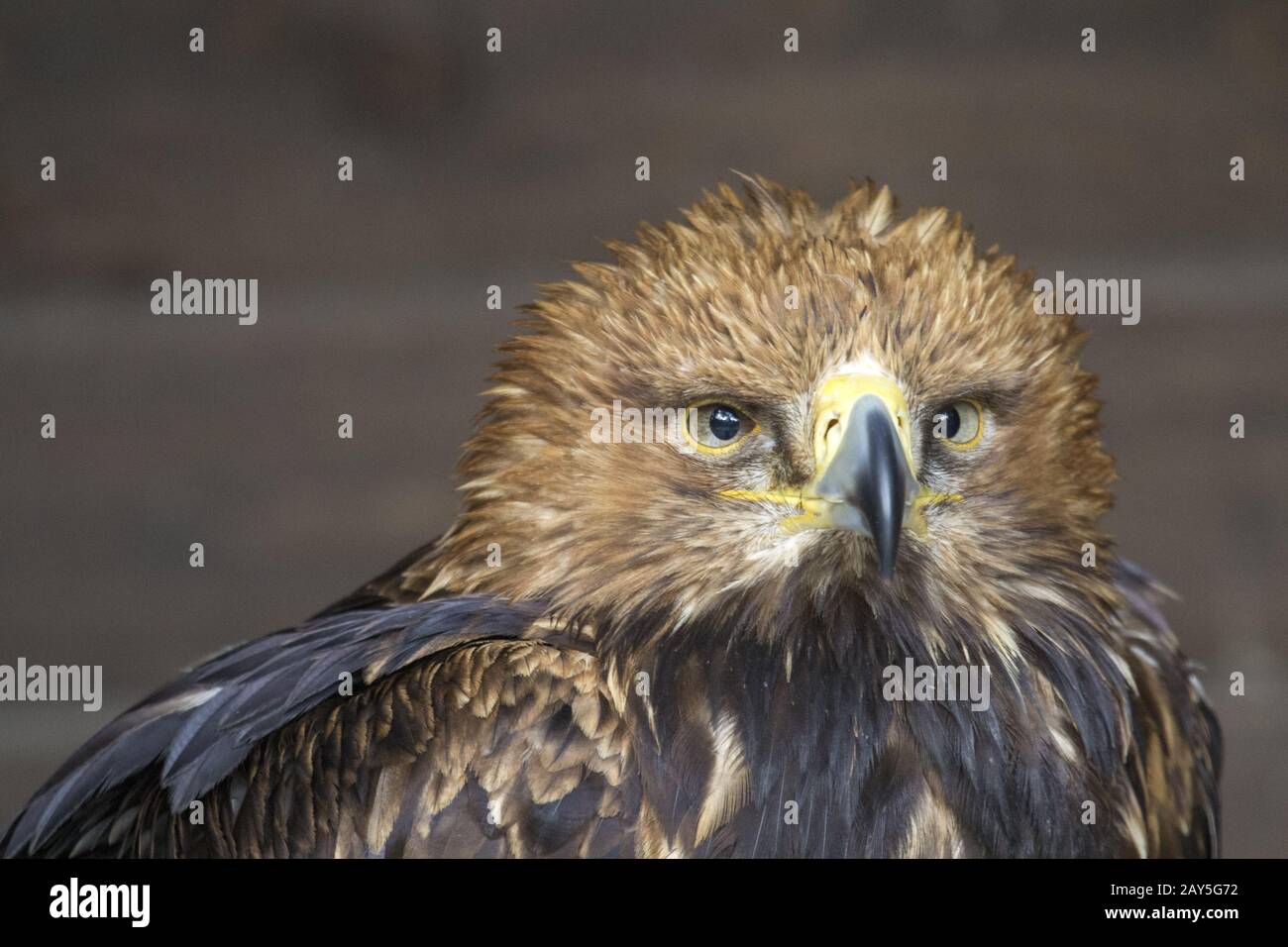 Östlicher Kaiseradler, asiatischer Kaiseradler, Kaiseradler Stockfoto