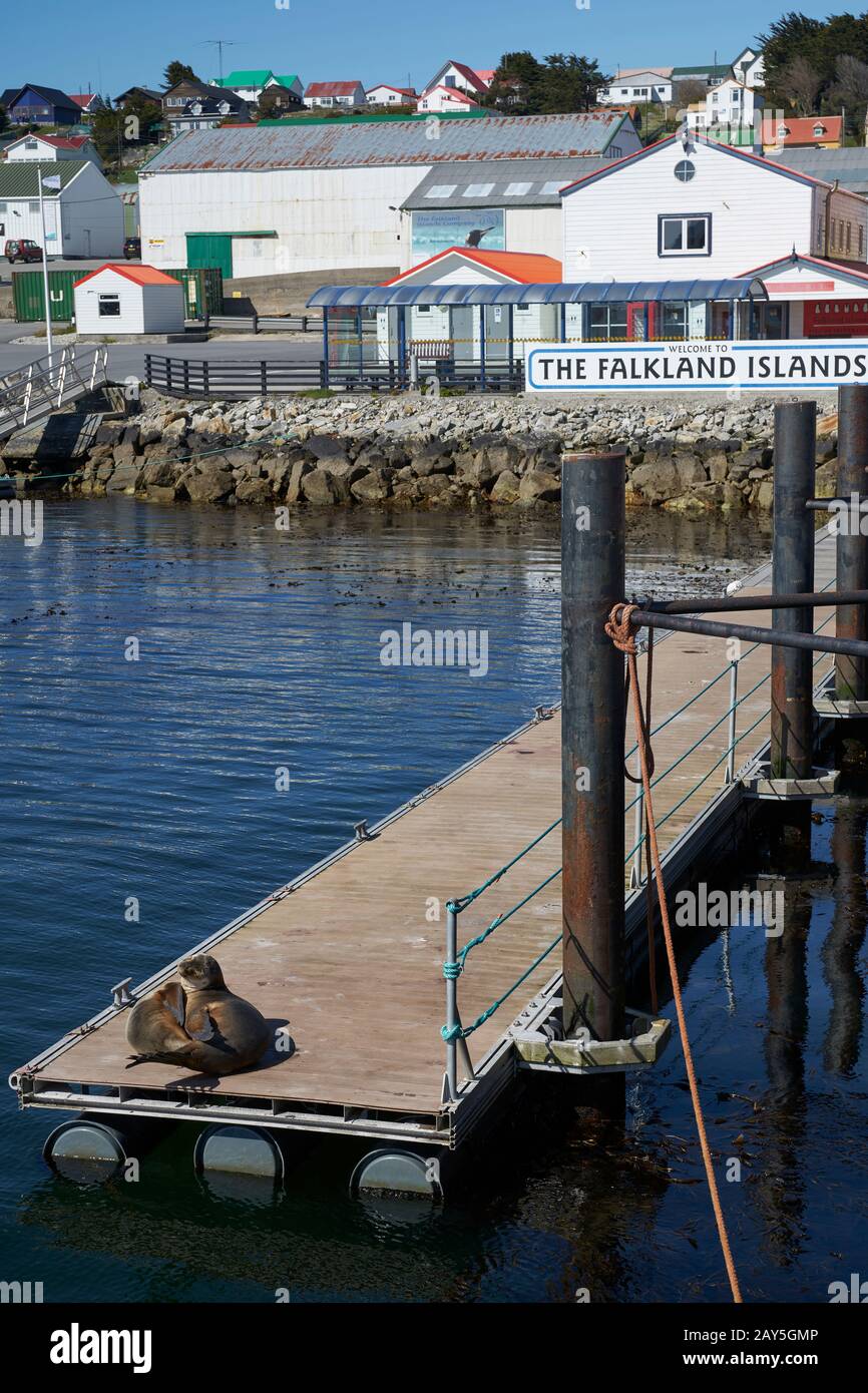 Zwei junge Southern Sea Lions (Otaria flavescenson), der Pier in Stanley, der Hauptstadt der Falklandinseln. Stockfoto