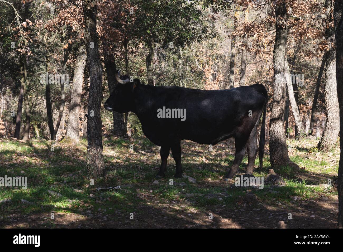 Seitenansicht einer schwarzen Kuh, im Wald, Gras essen. Winter in Katalonien, Spanien Stockfoto