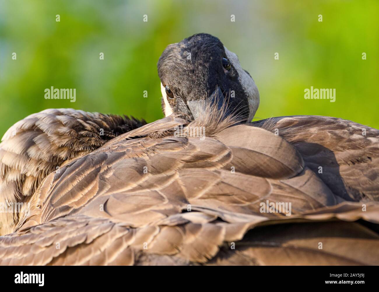 Ein humorvolles Porträt einer kanadischen Gans, die am Dieksee in Malente eine Pause einlegen wird. Stockfoto