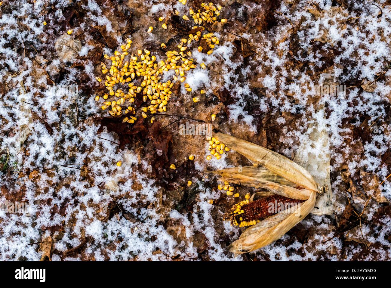 Wintermaisfeld in einem Zustand, in dem Wildtiere gefressen werden. Körner von Mais auf dem Boden zusammen mit Resten von Sommermais. Ontario, Kanada Farmen Stockfoto