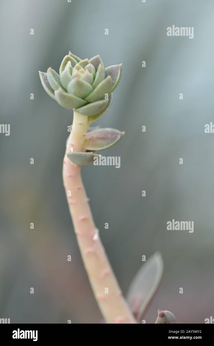 Sedeveria Werk in den frühen Tagen des Frühlings. Stockfoto