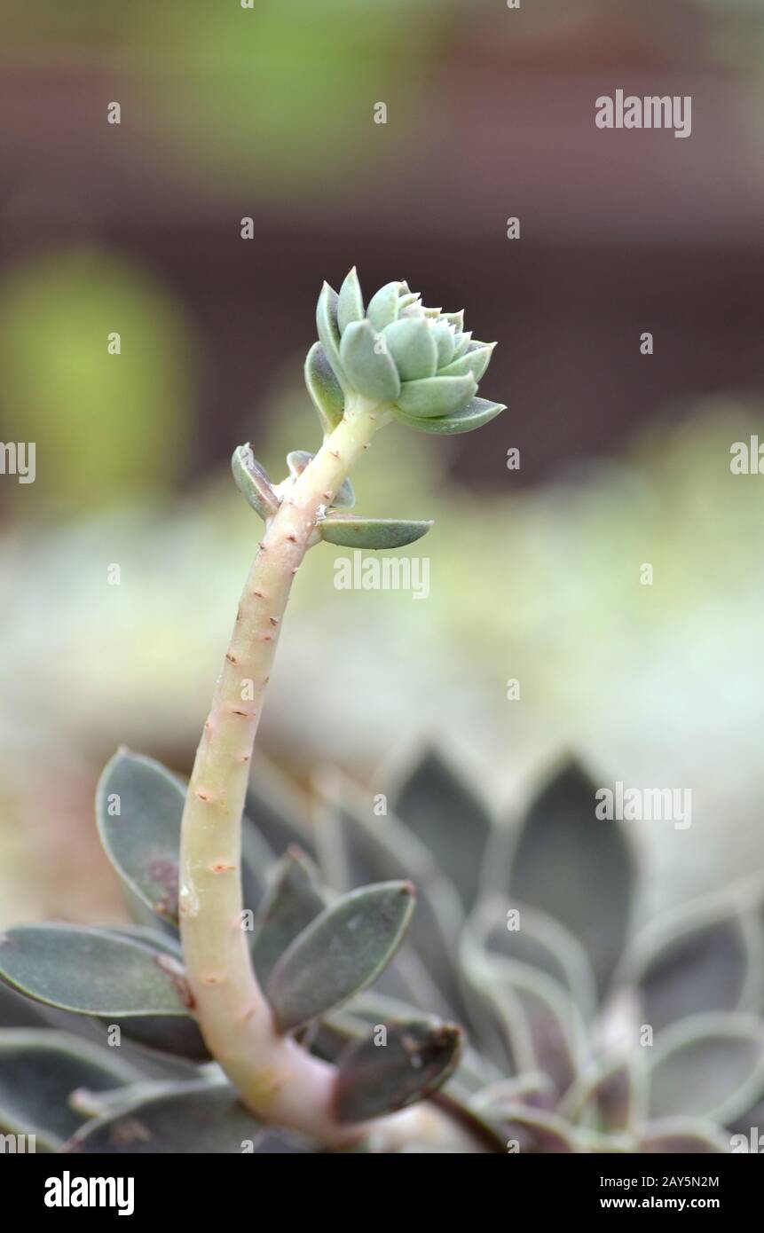 Sedeveria Werk in den frühen Tagen des Frühlings. Stockfoto