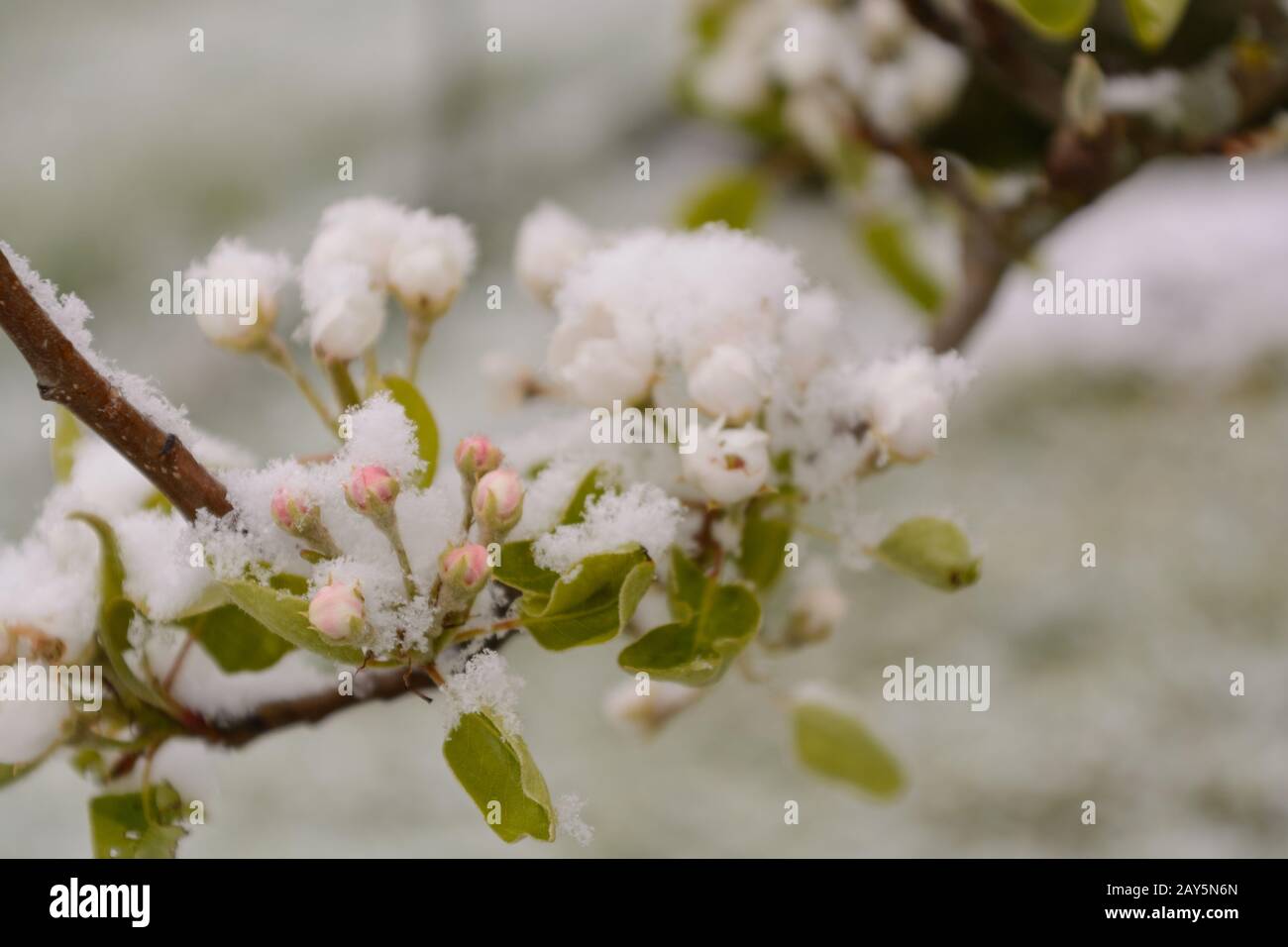 Blühender Birnbaum mit Schnee bedeckt - Nahaufnahme Stockfoto