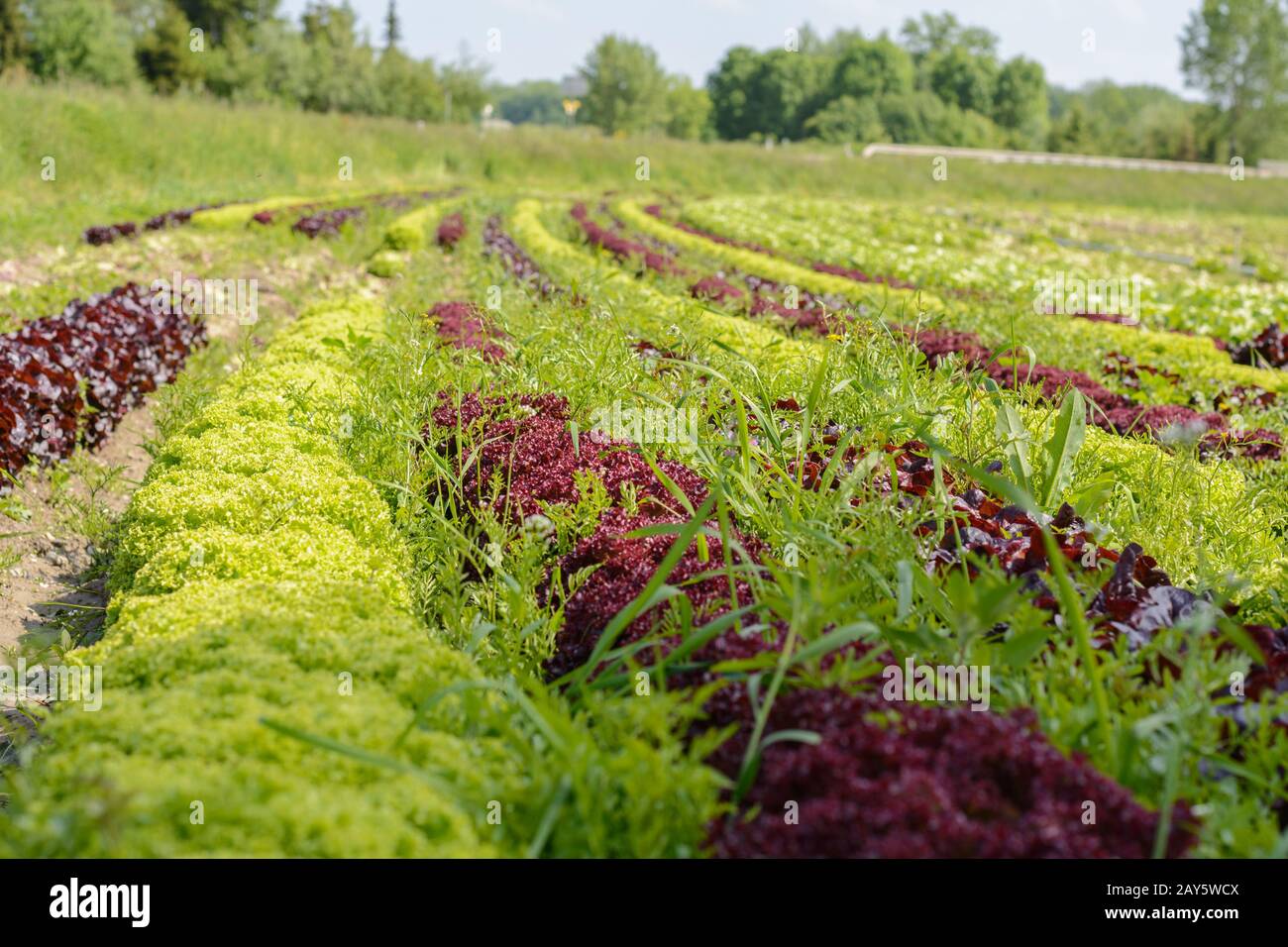 Bunte Salatmischung auf einer großen Plantage eines Gemüsebauers Stockfoto