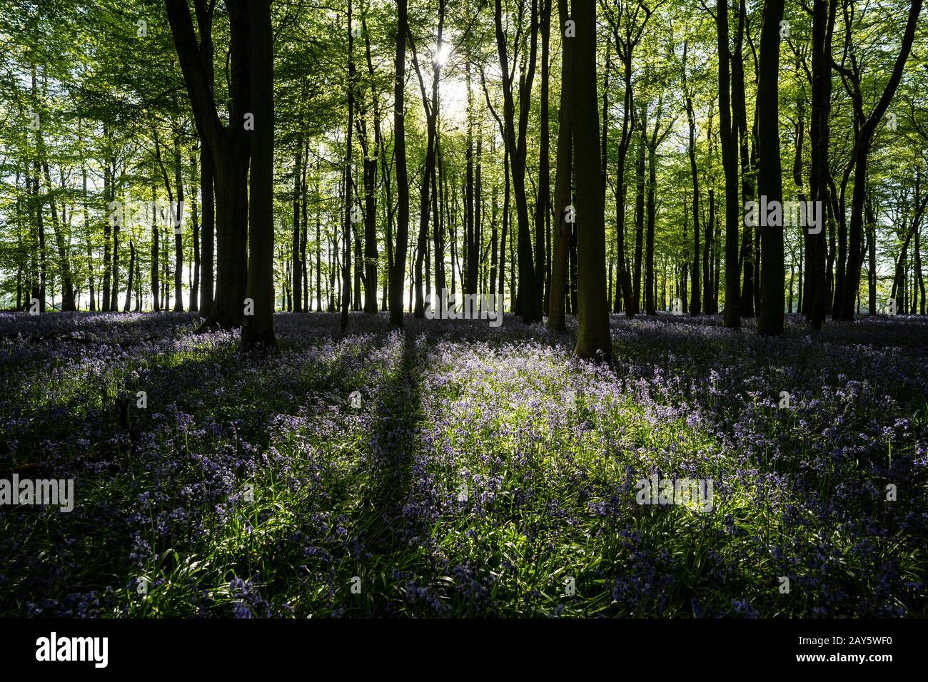 Bluebell Woods in Ashridge Forest, Hertfordshire, England Foto: © 2020 David Levenson Stockfoto