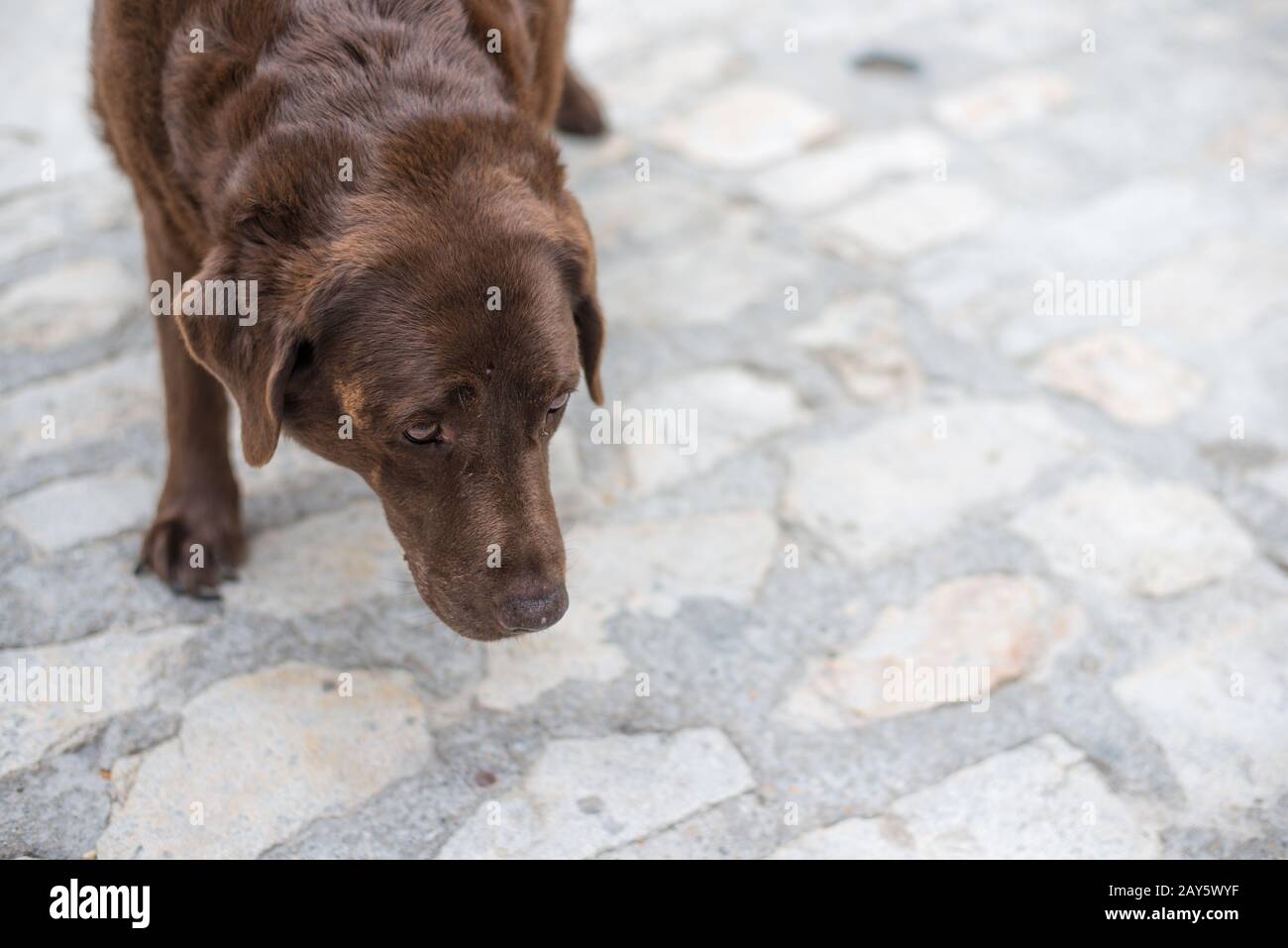 Alter ausgetretener Hund vermeidet Blickkontakt mit einem unbekannten fremden Stockfoto