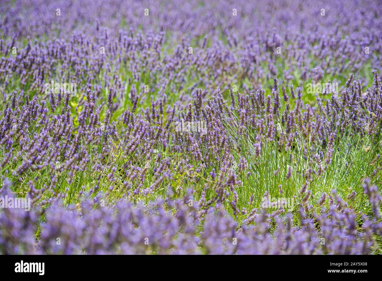 Buntes Lavendelfeld mit grünen Stielen und violetten Blüten Stockfoto