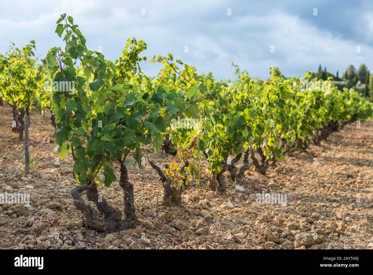 Flaches Fokusbild einer Weinbergsreihe voller grüner Trauben Stockfoto