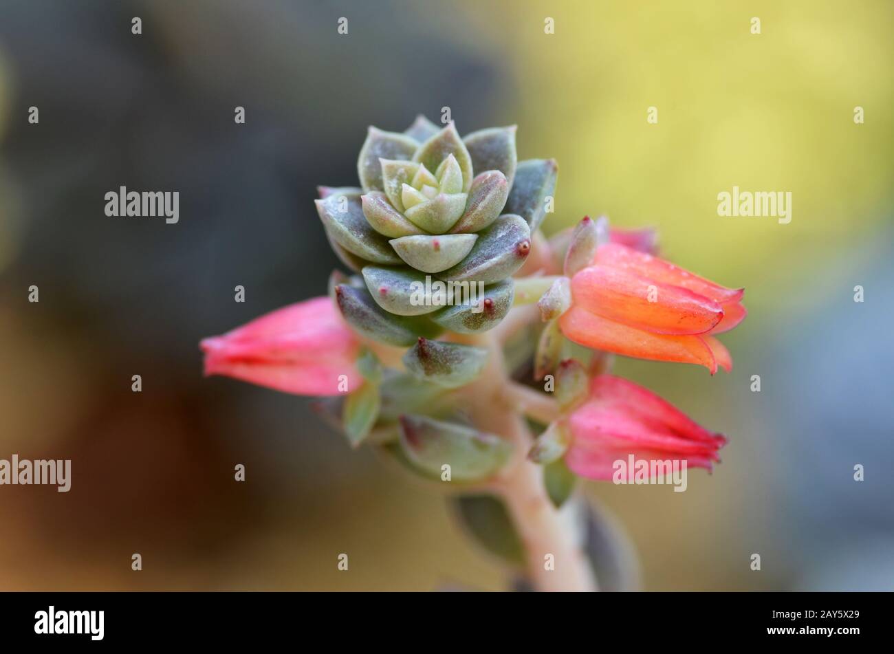 Sedeveria in der Frühzeit des Frühlings Stockfoto