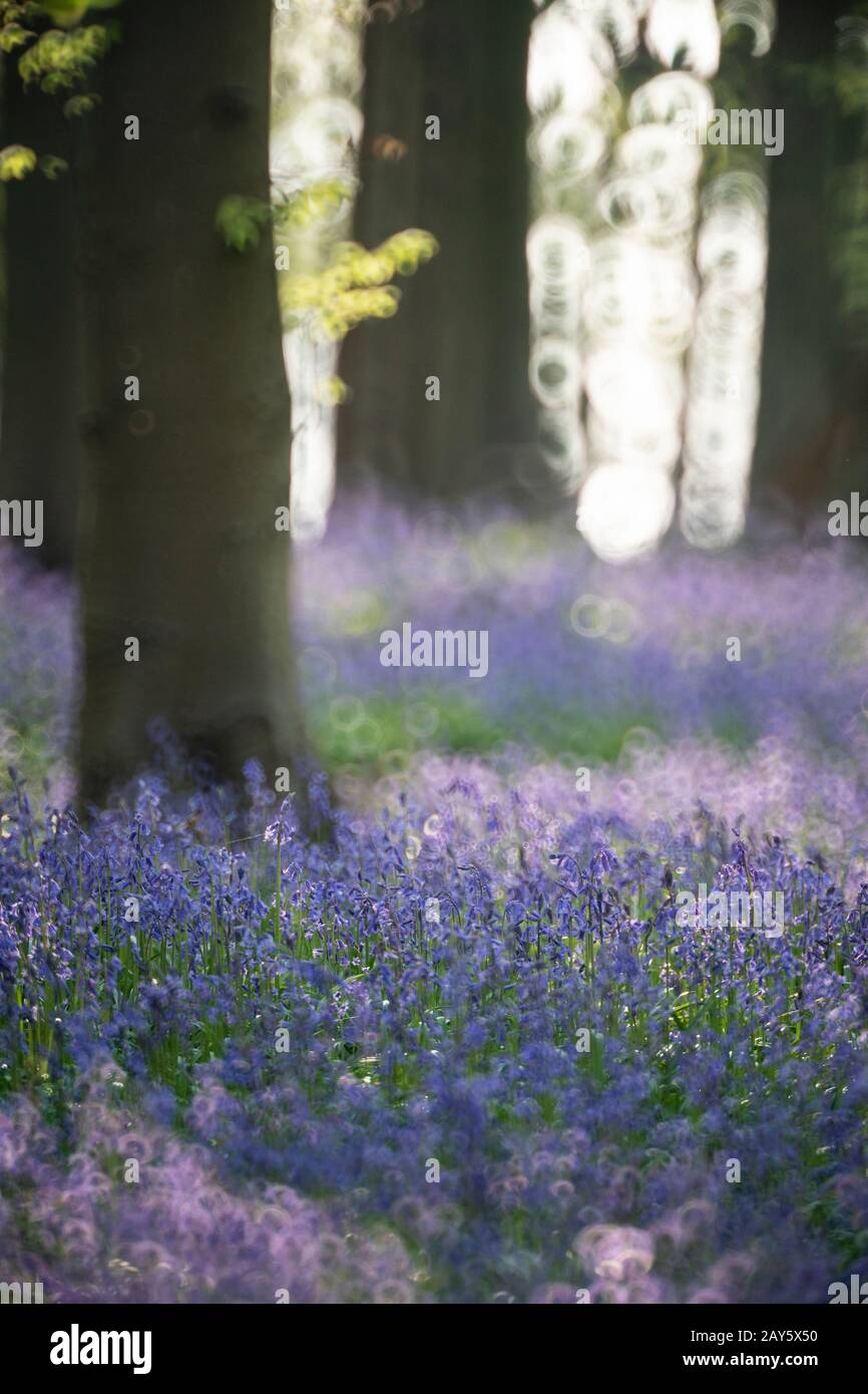 Bluebell Woods in Ashridge Forest, Hertfordshire, England Foto: © 2020 David Levenson Stockfoto