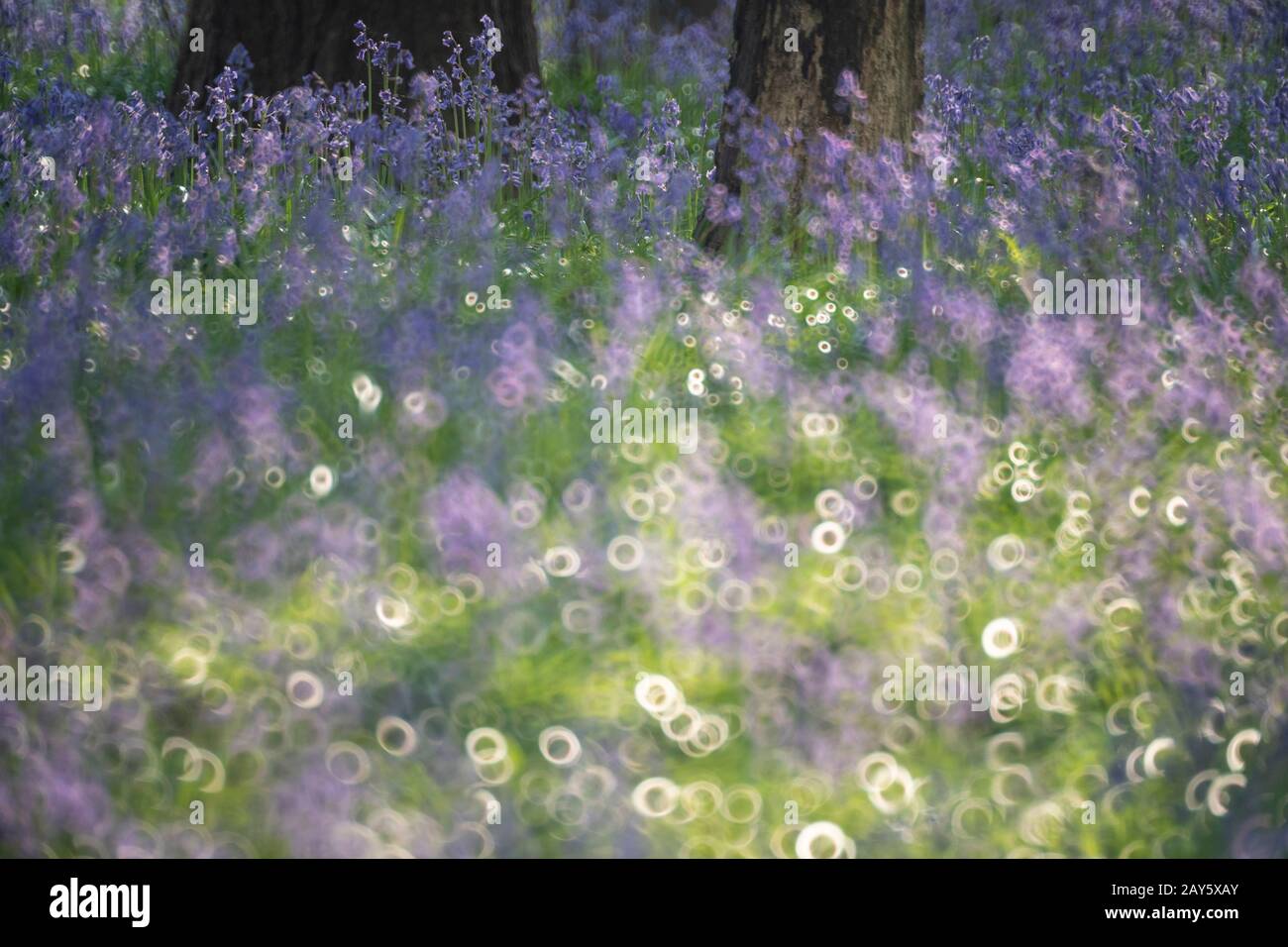 Bluebell Woods in Ashridge Forest, Hertfordshire, England Foto: © 2020 David Levenson Stockfoto