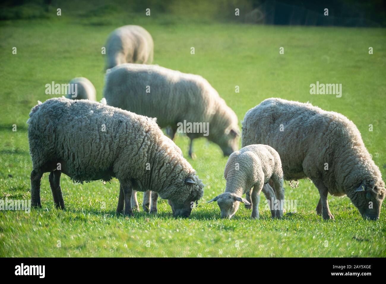 Schafe, Mutterschafe und Lämmer auf einem Feld Foto: © 2018 David Levenson Stockfoto