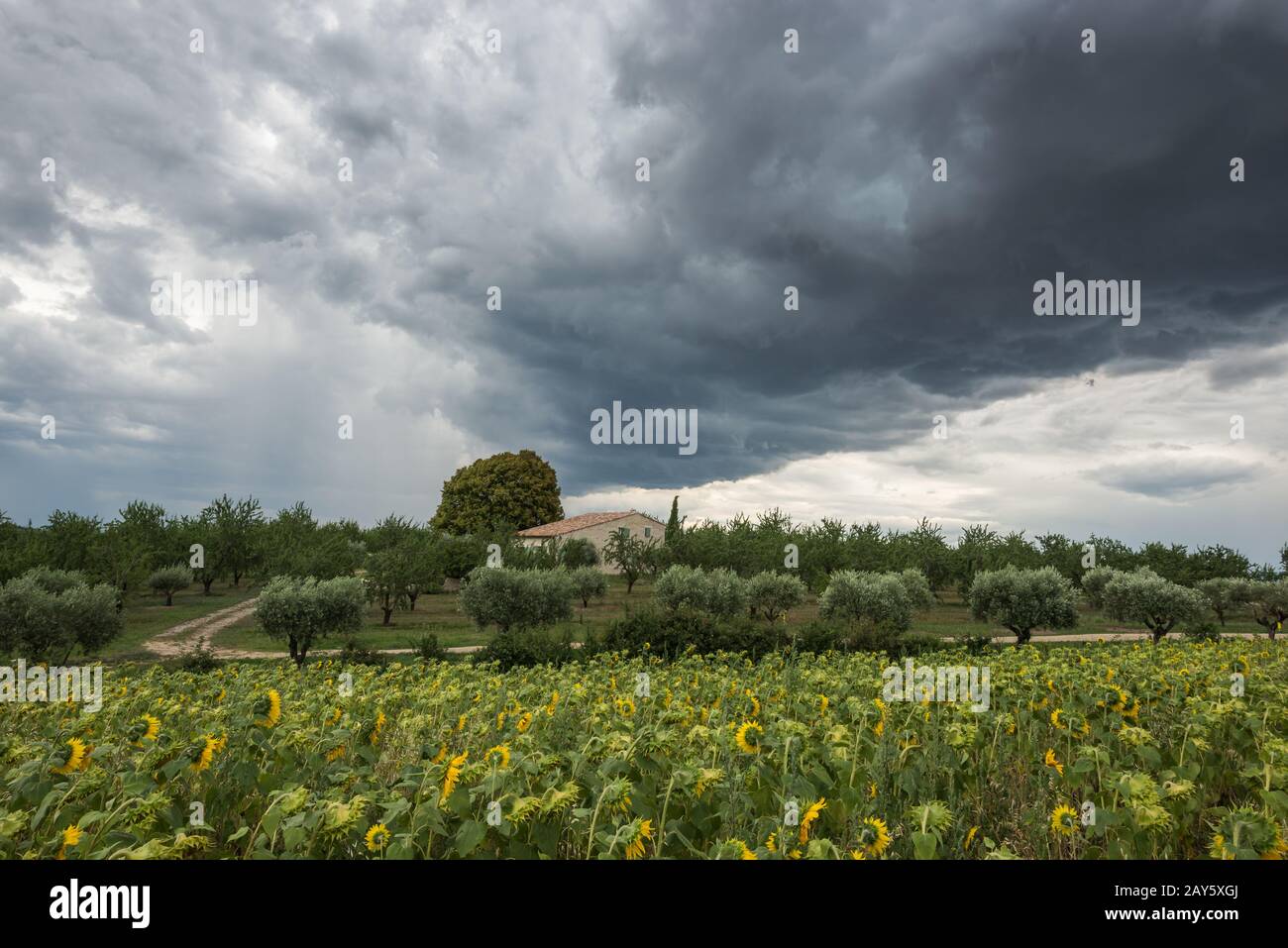 Eine drohende dunkle Gewitterwolke bewegt sich über Sonnenblumenfeld Stockfoto