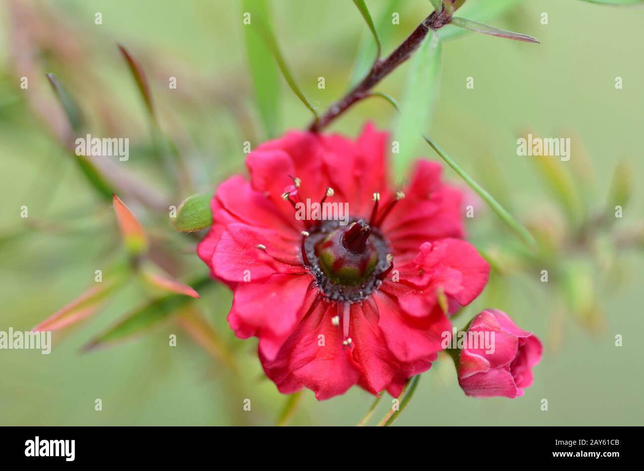 Manuka Myrte weiß-rosa Blume blüht Stockfoto