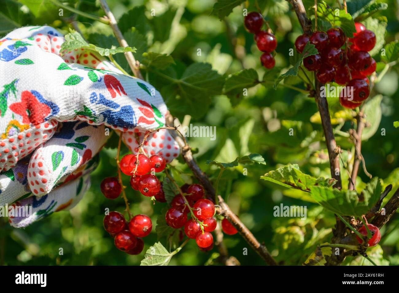 Rote Korinthen werden mit Gartenhandschuhen geerntet - Nahaufnahme Stockfoto