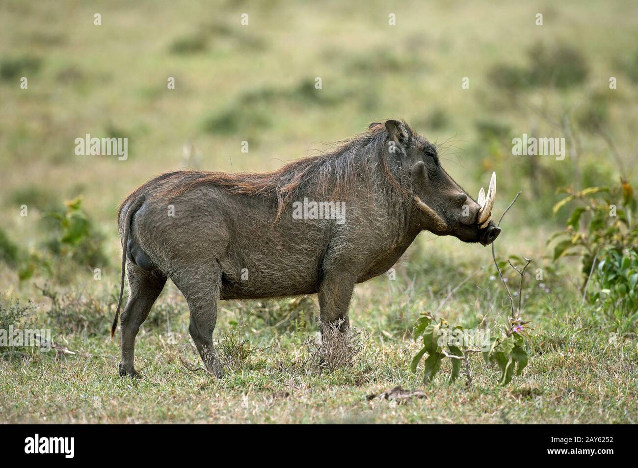 Warthog, Phacochoerus aethiopikus, männlich mit Long Tusks, Masai Mara Park in Kenia Stockfoto