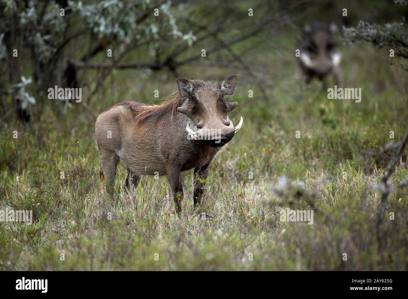 Warthog, Phacochoerus aethiopikus, männlich mit Long Tusks, Masai Mara Park in Kenia Stockfoto