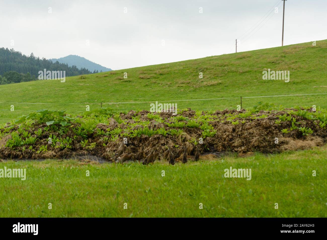 Großes und produktives Forcing Bett in offener Landschaft Stockfoto