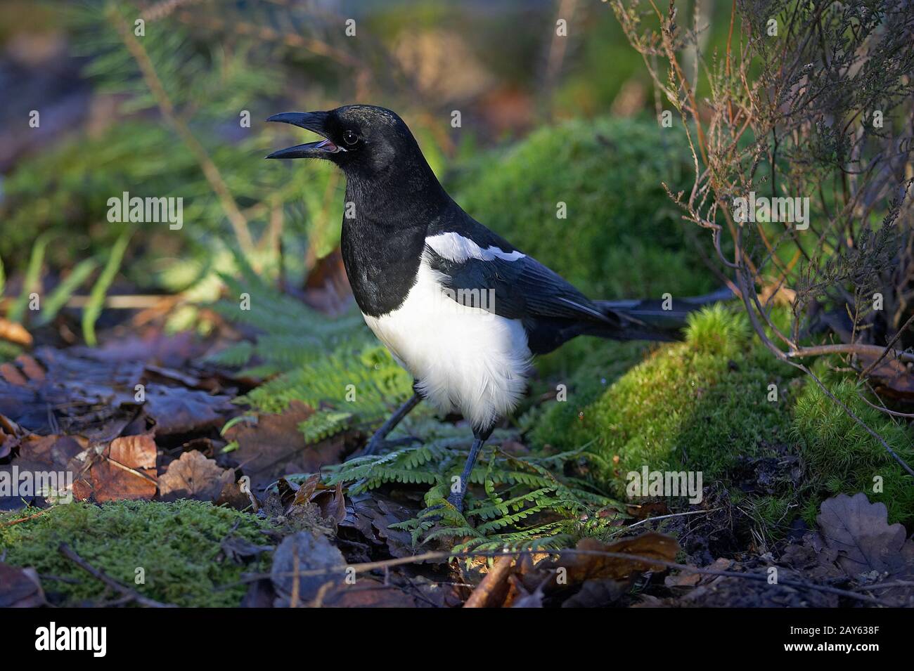Schwarz in Rechnung gestellt Elster oder europäische Elster, Pica Pica, Erwachsene Berufung, Normandie Stockfoto