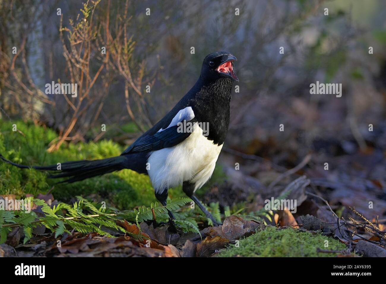 Schwarz in Rechnung gestellt Elster oder europäische Elster, Pica Pica, Erwachsene Berufung, Normandie Stockfoto