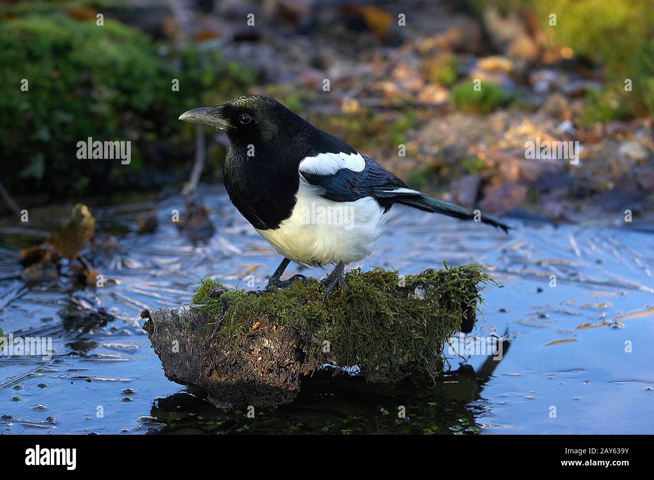 Black Billed Magpie oder European Magpie, Pica Pica, Erwachsener in der Nähe Der Water Normandy Stockfoto