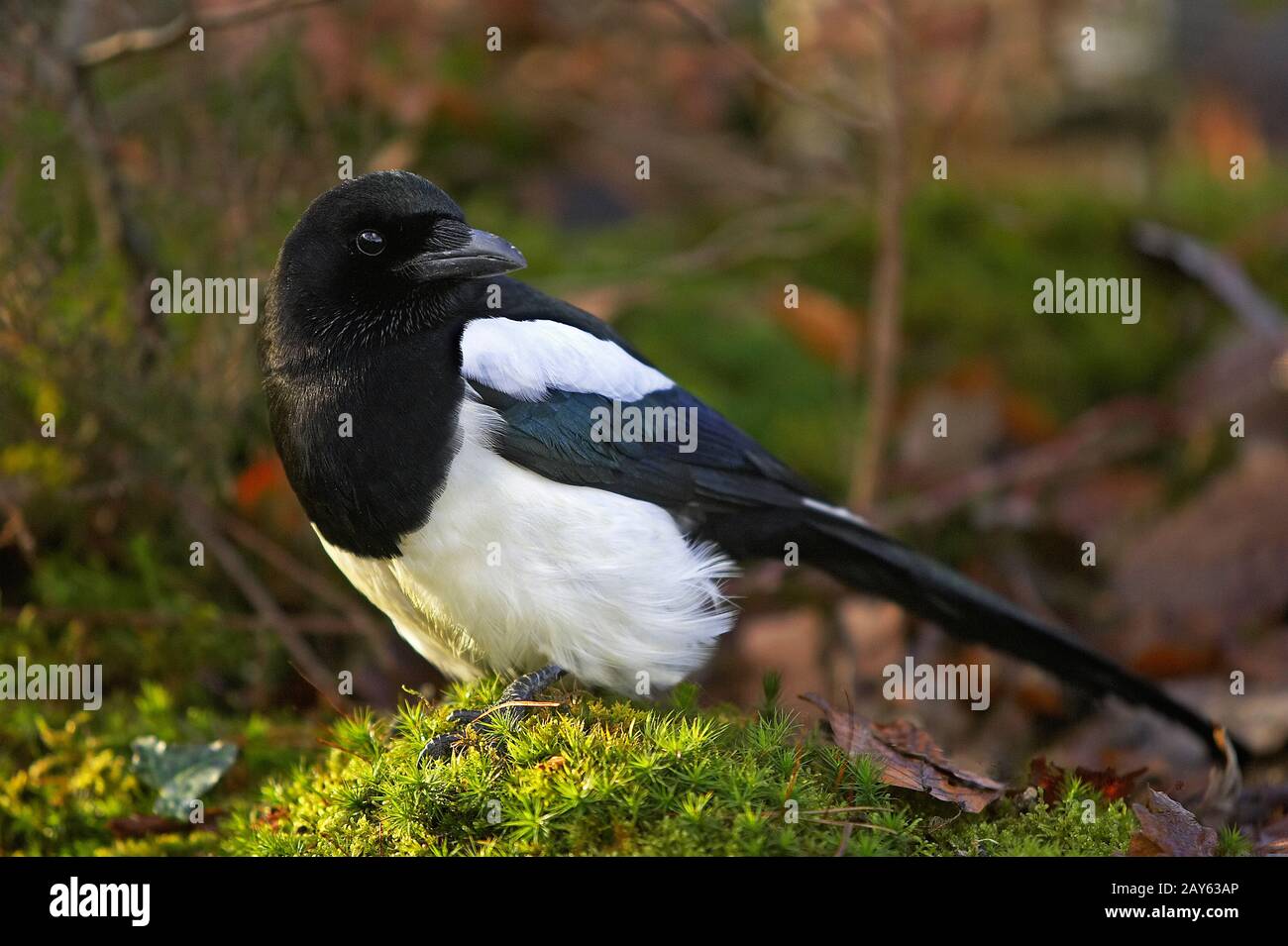 Black Billed Magpie oder European Magpie, pica pica, Erwachsene stehen auf Moss, Normandie Stockfoto