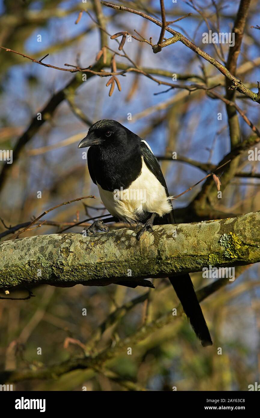 Schwarz in Rechnung gestellt Elster oder europäische Elster, Pica Pica, Erwachsenen stehen auf Zweig, Normandie Stockfoto