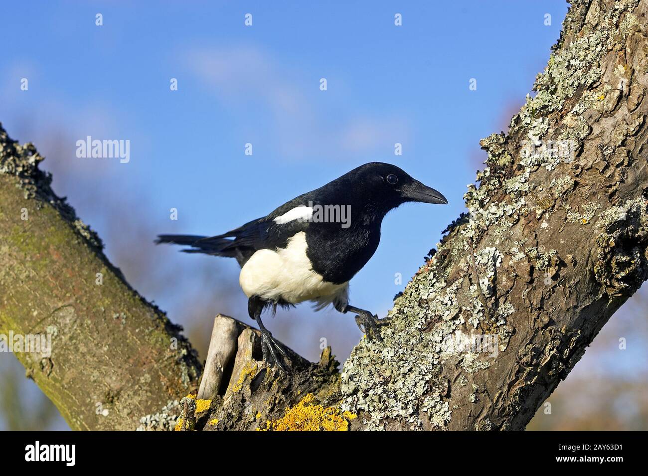 Schwarz in Rechnung gestellt Elster oder europäische Elster, Pica Pica, Erwachsenen stehen auf Zweig, Normandie Stockfoto