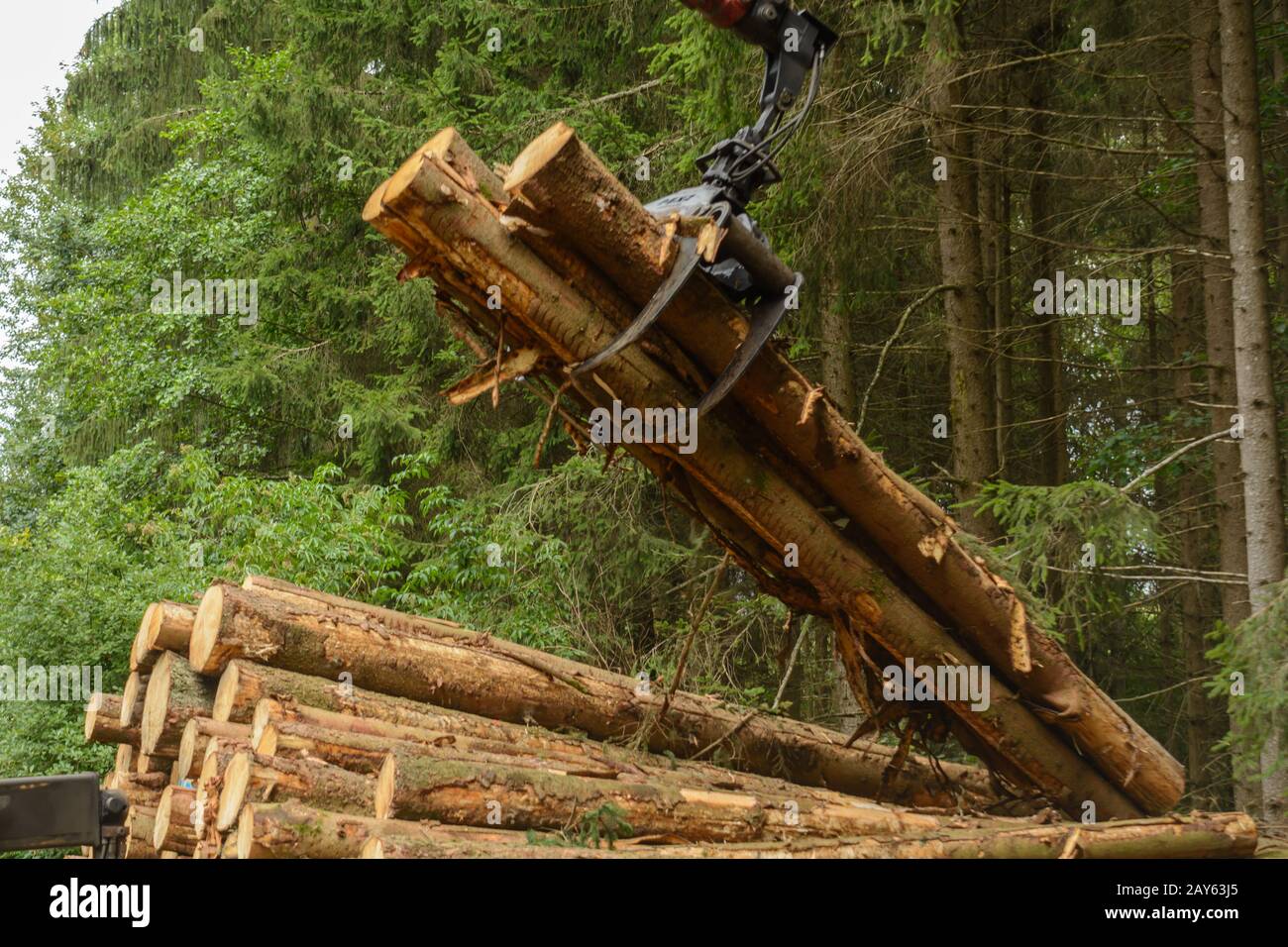 Holzstämme mit einem Kran auf einen Holztransporter laden - Forsten Stockfoto
