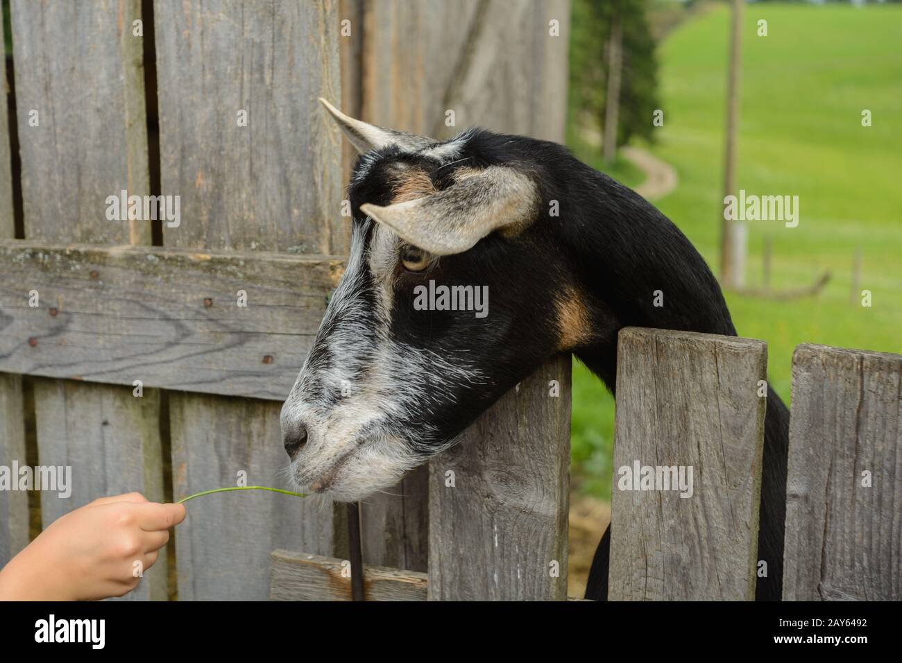 Ziegenbock hält den Kopf über den Holzzaun - artgerechte Tierhaltung Stockfoto