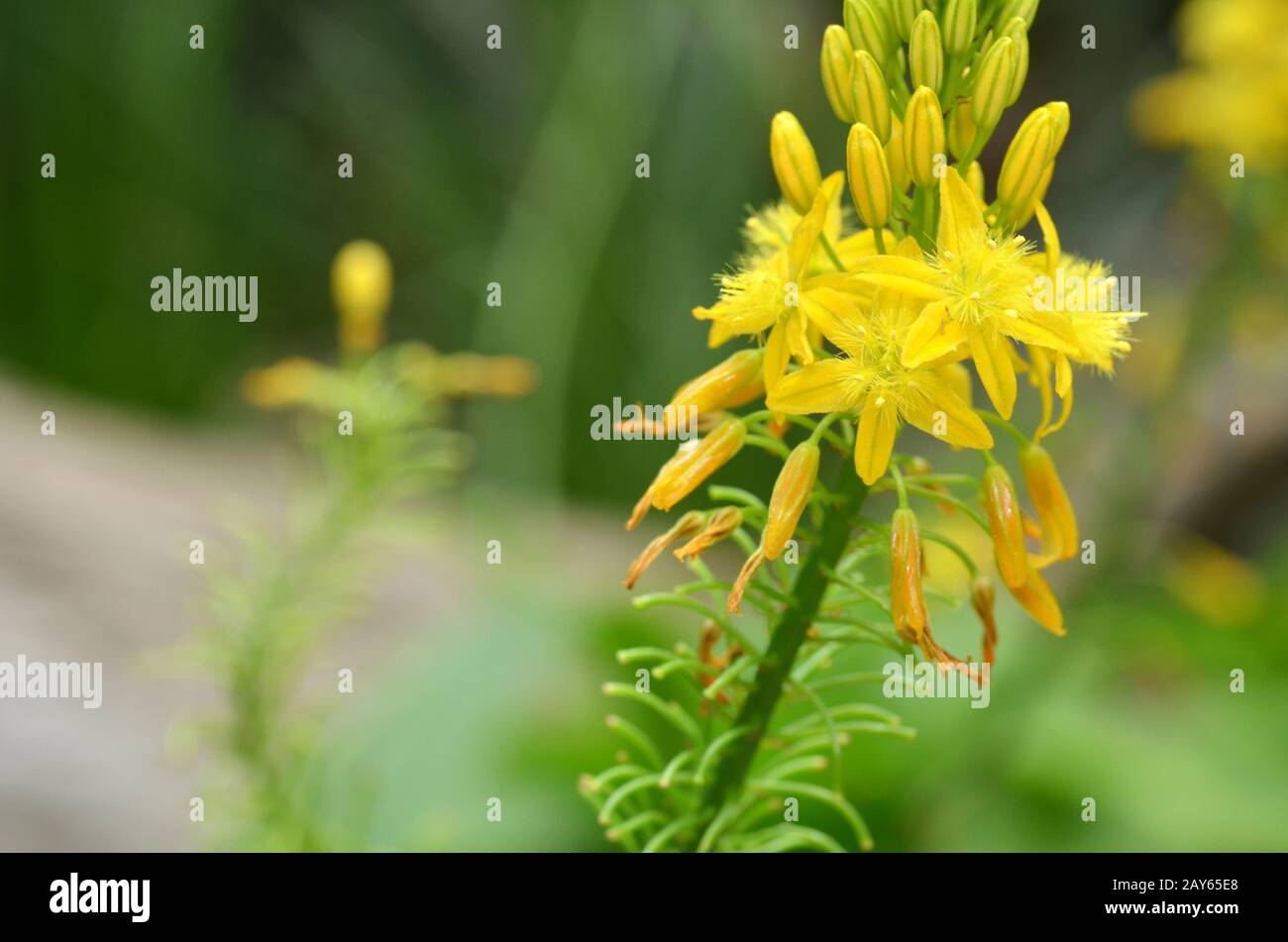 Südafrikanische Pflanze Bulbine natalensis Stockfoto