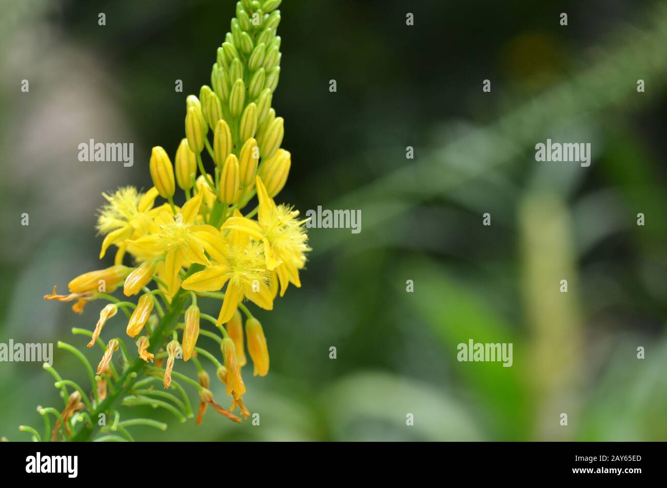 Südafrikanische Pflanze Bulbine natalensis Stockfoto